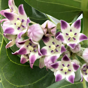 Meet your Posher, Coryne